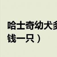 哈士奇幼犬多少钱一只南通（哈士奇幼犬多少钱一只）