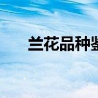 兰花品种鉴定（兰花品种鉴别及图片）