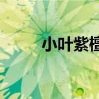 小叶紫檀吧 百度贴（小叶紫檀吧）