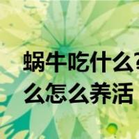 蜗牛吃什么?喝什么,怎么养? 新闻（蜗牛吃什么怎么养活）