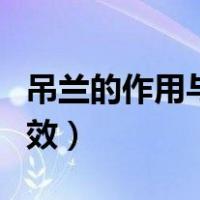 吊兰的作用与功效百度百科（吊兰的作用与功效）