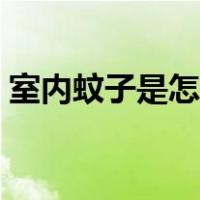 室内蚊子是怎么产生的（蚊子是怎么产生的）