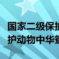 国家二级保护动物中华鲎怎么读（国家二级保护动物中华鲎）