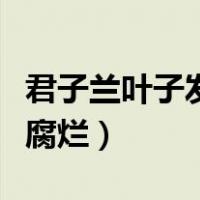 君子兰叶子发黄腐烂怎么办（君子兰叶子发黄腐烂）