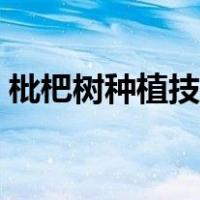 枇杷树种植技术全年管理（枇杷树种植技术）
