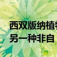 西双版纳植物园种有两种樱草,一种自花授粉,另一种非自