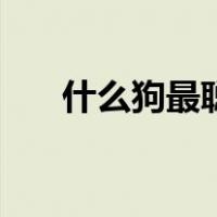什么狗最聪明又好养（什么狗最聪明）