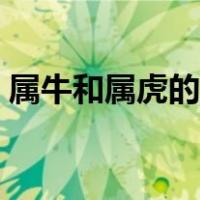 属牛和属虎的配不配（属牛和属虎的合不合）