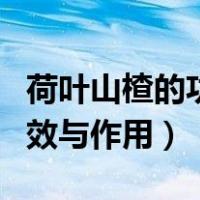 荷叶山楂的功效与作用及禁忌（荷叶山楂的功效与作用）