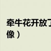牵牛花开放了好像什么仿写（牵牛花开放了好像）