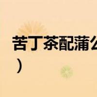 苦丁茶配蒲公英荷叶（蒲公英荷叶苦丁茶功效）