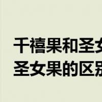 千禧果和圣女果的区别哪个热量高（千禧果和圣女果的区别）
