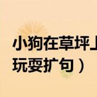 小狗在草坪上玩耍扩句（小狗在公园的草坪上玩耍扩句）