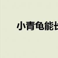 小青龟能长多大（小青龟可以长多大）