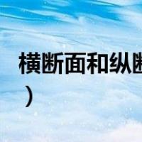 横断面和纵断面定义（横断面和纵断面的区别）