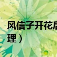 风信子开花后怎么枯萎（风信子开花后怎样处理）