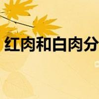红肉和白肉分别指的是什么肉（红肉有哪些）