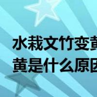 水栽文竹变黄了是什么原因（水培文竹叶子发黄是什么原因）