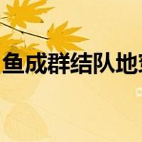 鱼成群结队地穿过珊瑚丛其中一些被彩色覆盖