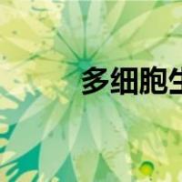 多细胞生物是什么（多细胞生物）