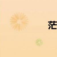 茫歌词抖音（茫歌词）
