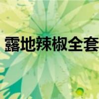 露地辣椒全套种植技术（辣椒种植技术要点）