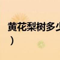 黄花梨树多少年能成材（黄花梨树多少年成材）
