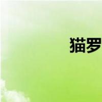 猫罗马鼻标准照片（猫罗）
