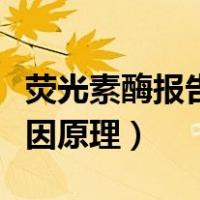 荧光素酶报告基因原理内参（荧光素酶报告基因原理）