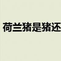 荷兰猪是猪还是兔子（荷兰猪是猪还是老鼠）