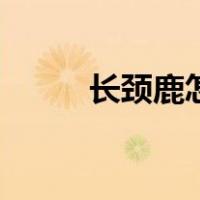 长颈鹿怎么叠（长颈鹿怎么睡觉）