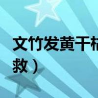 文竹发黄干枯怎样挽救（文竹发黄干枯怎么挽救）