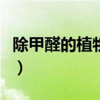 除甲醛的植物哪个最好（除甲醛的植物有哪些）