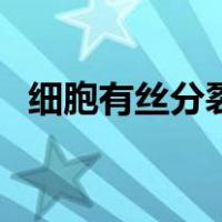 细胞有丝分裂的重要意义（细胞有丝分裂）