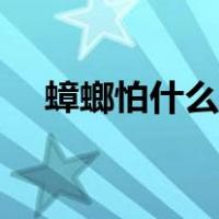 蟑螂怕什么味道肥皂（蟑螂怕什么味道）