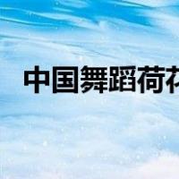 中国舞蹈荷花奖古典舞（中国舞蹈荷花奖）