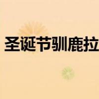圣诞节驯鹿拉雪橇图片（圣诞节驯鹿的故事）