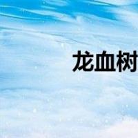 龙血树属于乔木吗（龙血树属）