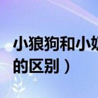 小狼狗和小奶狗亲吻的区别（小狼狗和小奶狗的区别）