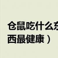 仓鼠吃什么东西最健康且会胖（仓鼠吃什么东西最健康）