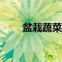 盆栽蔬菜图片欣赏（盆栽蔬菜图片）
