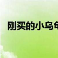 刚买的小乌龟怎么养（如何养乌龟小常识）