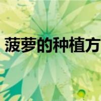 菠萝的种植方法和时间（菠萝种植方法盆栽）