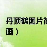 丹顶鹤图片简笔画大全大图（丹顶鹤图片简笔画）