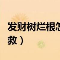 发财树烂根怎么补救视频（发财树烂根怎么补救）