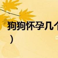 狗狗怀孕几个月生产（狗狗怀孕了有什么特征）