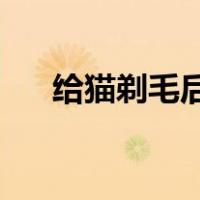 给猫剃毛后 猫会生气多久（给猫剃毛）