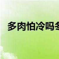 多肉怕冷吗冬天多肉怎么养（多肉怕冷吗）