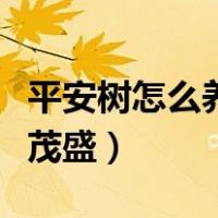 平安树怎么养才茂盛楼房里（平安树怎么养才茂盛）