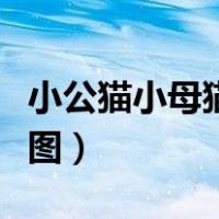 小公猫小母猫怎么区分图片（公猫和母猫区分图）